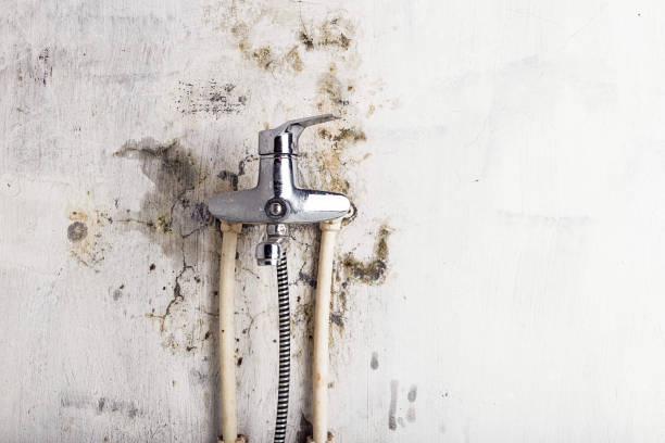 Best Same-Day Mold Removal  in Robbins, IL