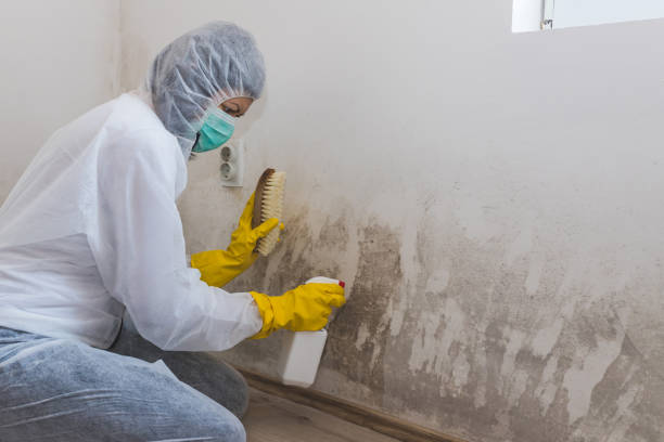 Certified Mold Removal in Robbins, IL