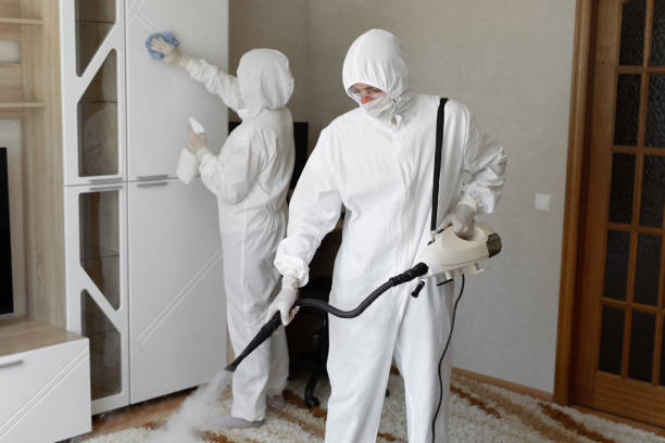 Best Local Mold Removal Service  in Robbins, IL