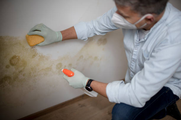 Best Office Mold Removal Services  in Robbins, IL