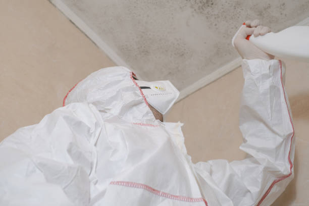 Best Residential Mold Removal  in Robbins, IL