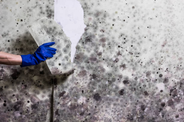 Best Toxic Mold Removal  in Robbins, IL