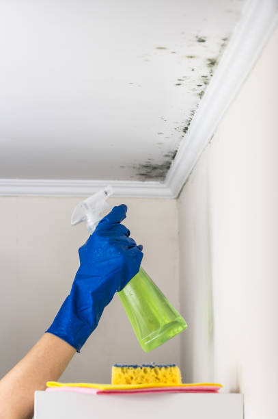 Best Crawl Space Mold Removal  in Robbins, IL